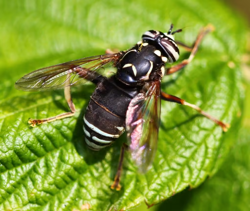 Bald-faced Hornet Fly, photo 1 of 5