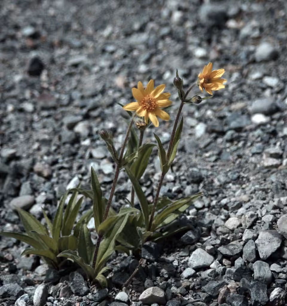 Narrowleaf arnica, Flower buds