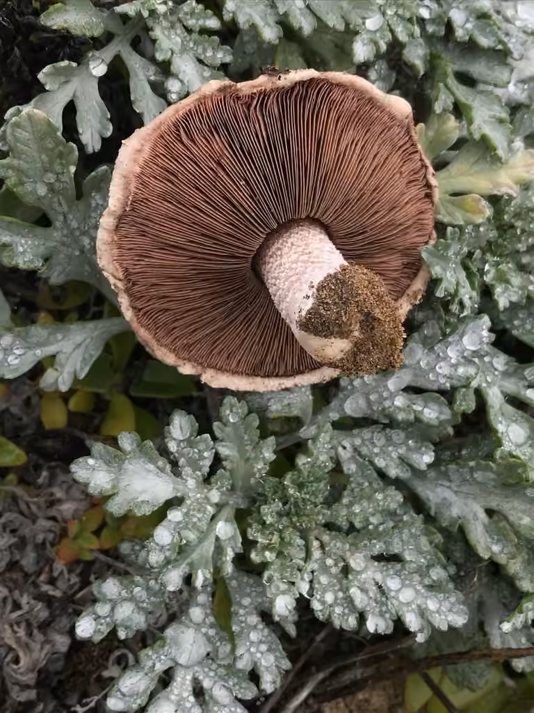 Sandy Mushroom, photo 2 of 5
