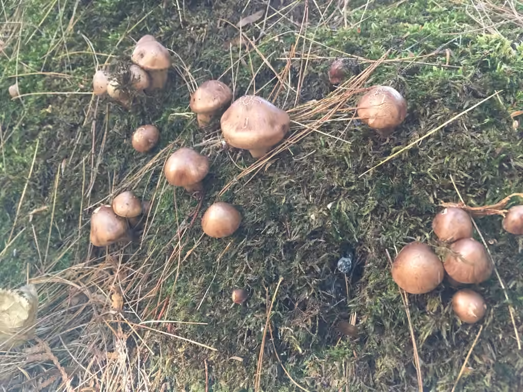 Tricholoma imbricatoides, photo 1 sur 5
