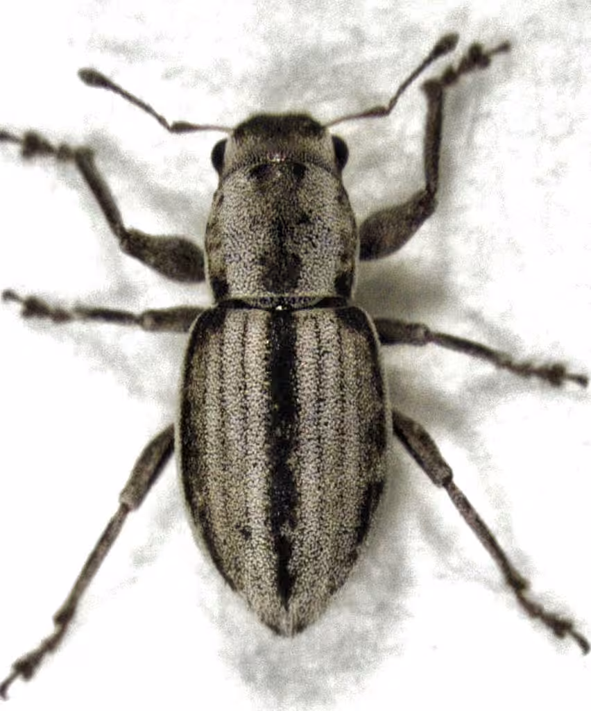Little Fringed Weevil, photo 1 of 5