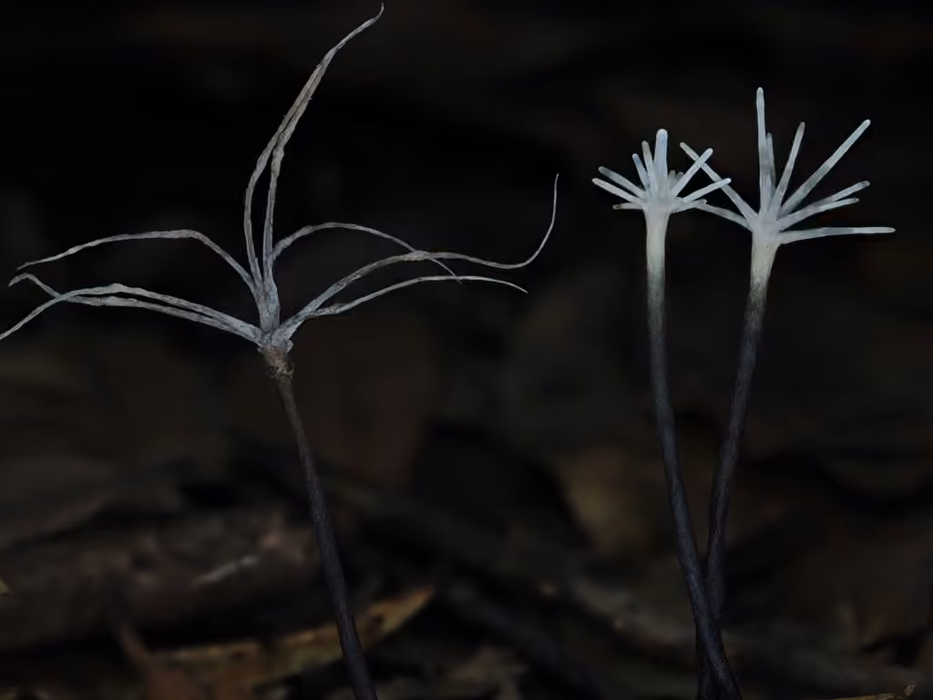 Fairy sparklers, photo 1 sur 5