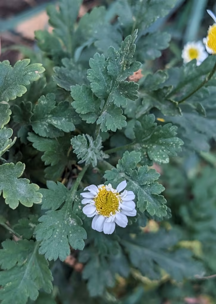 Chrysanthème matricaire, En fruits