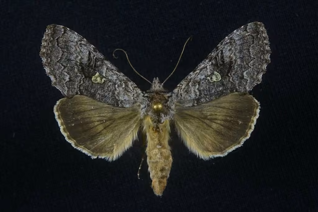 Spruce False Looper Moth, Adult