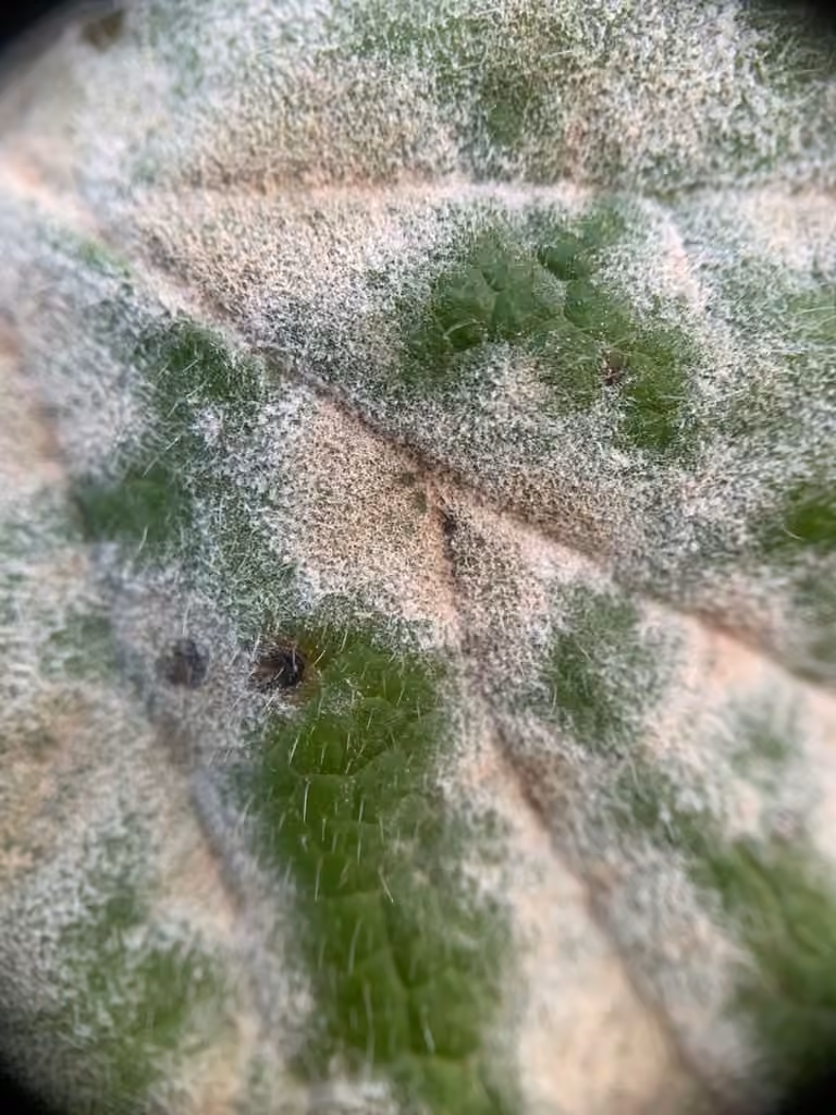 Golovinomyces verbenae, photo 2 sur 5