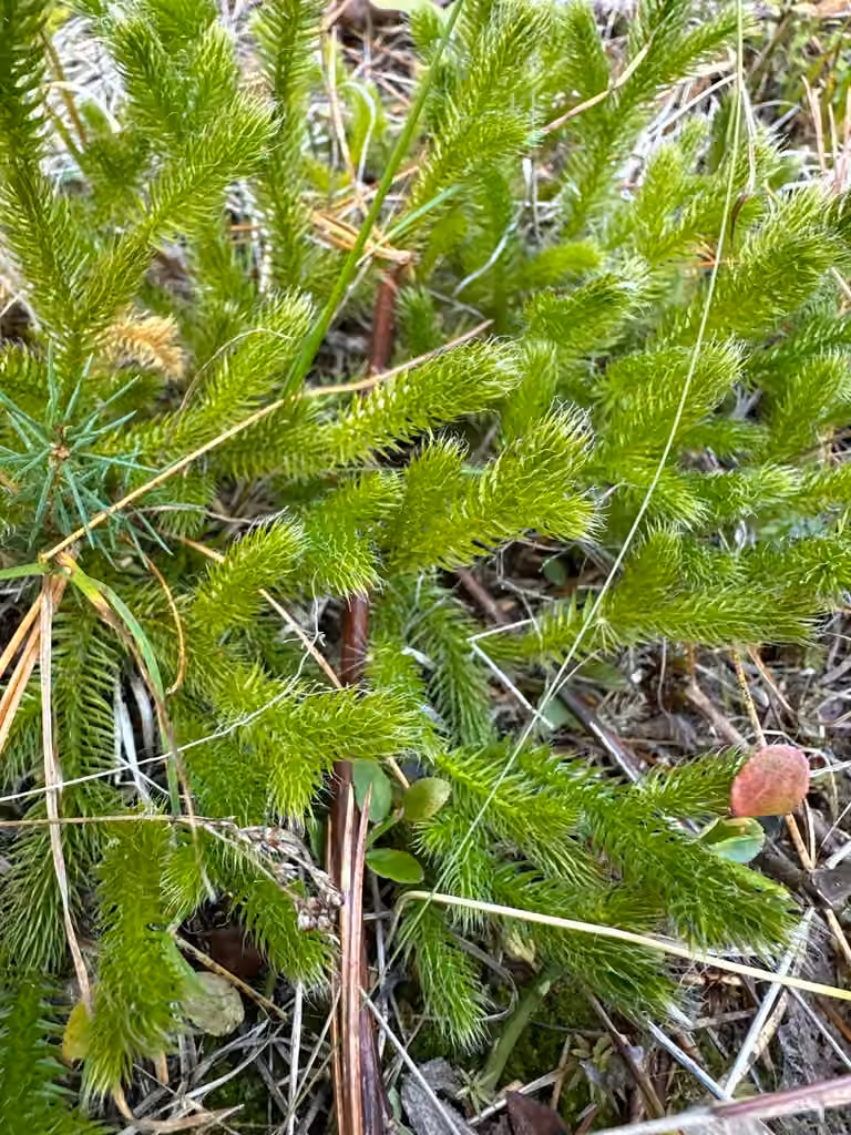 Running clubmoss, photo 3 of 5