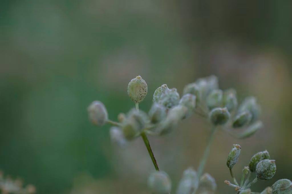 Oïdium de la berce, photo 3 sur 5