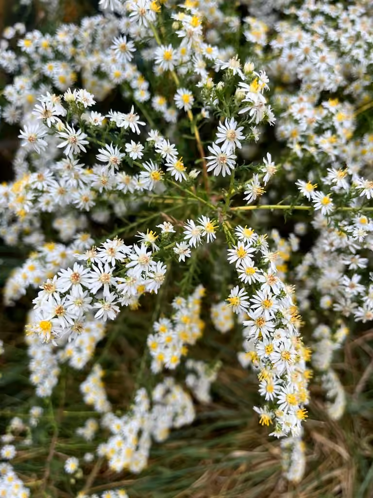 Aster éricoïde, En fleurs