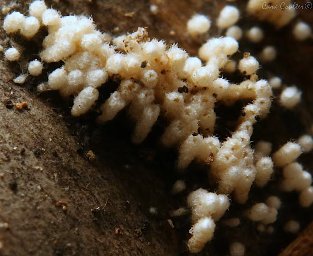 Rectipilus davidii, photo 3 sur 5