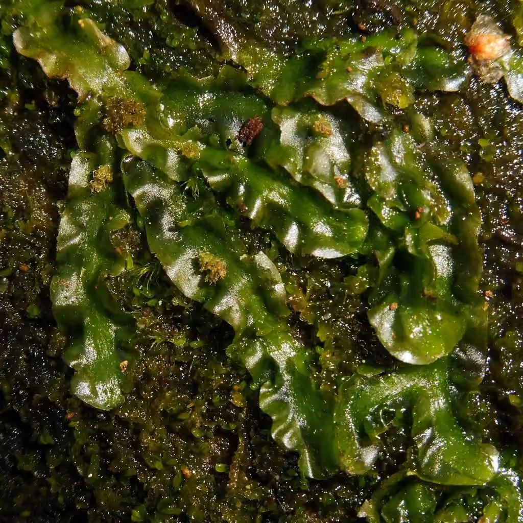 Ribbonwort, photo 3 of 5