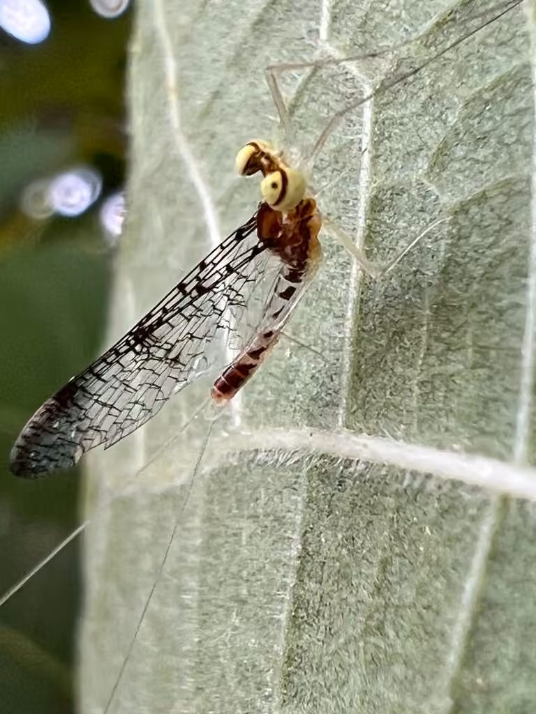 Aphrodite's flat-headed mayfly, photo 3 of 5