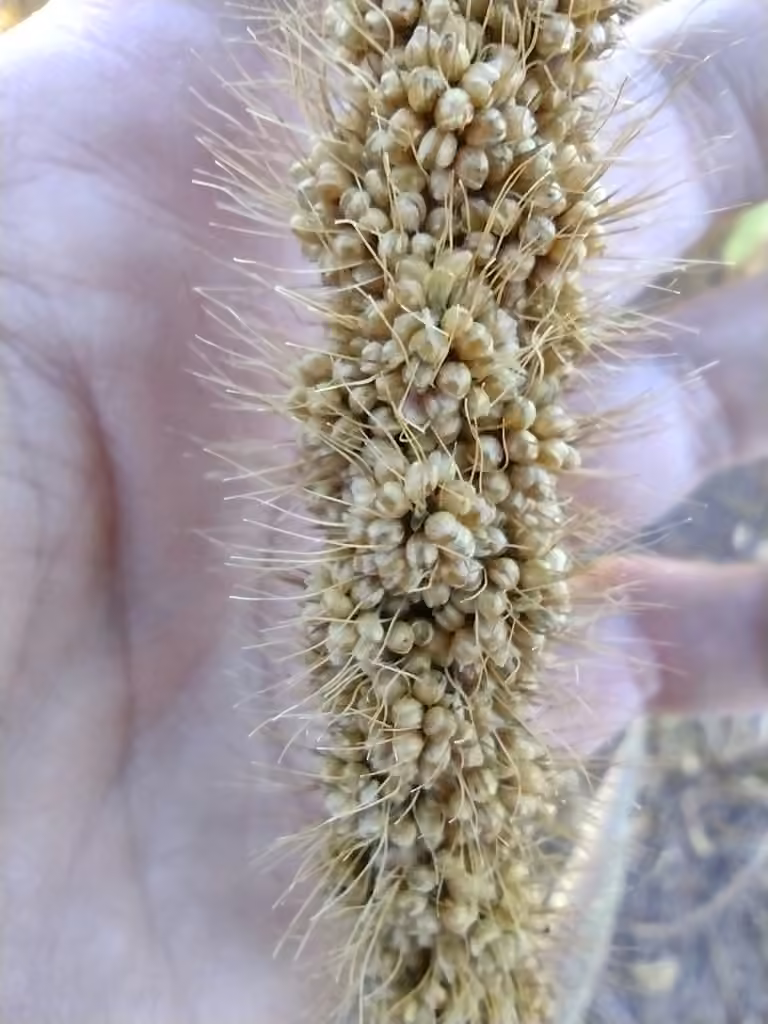 Foxtail millet, In fruit