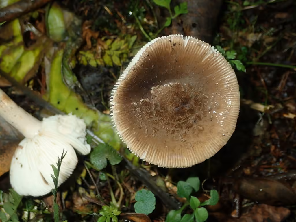 Fragile Amanita, photo 3 of 5