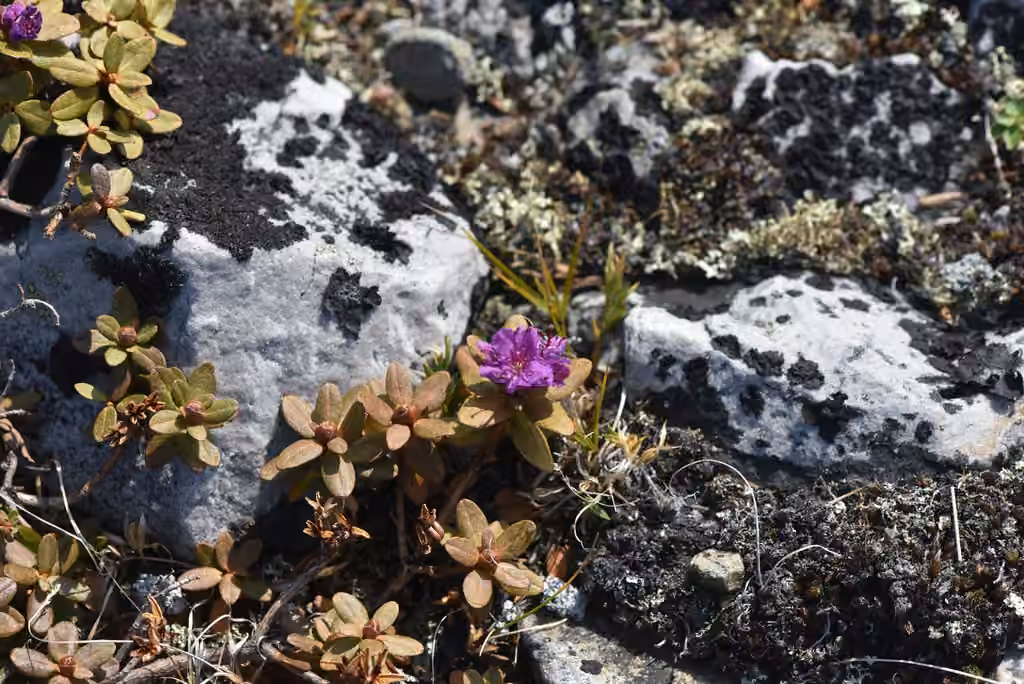 Lapland rosebay, In fruit