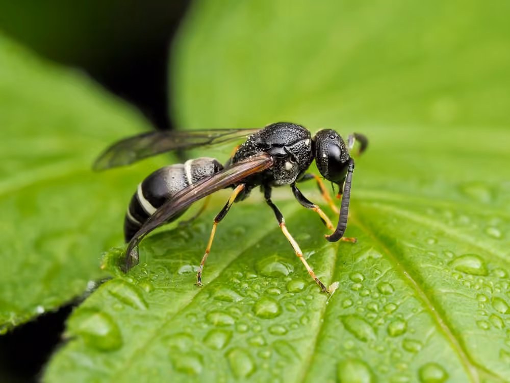 Tufted Potter Wasp, Male