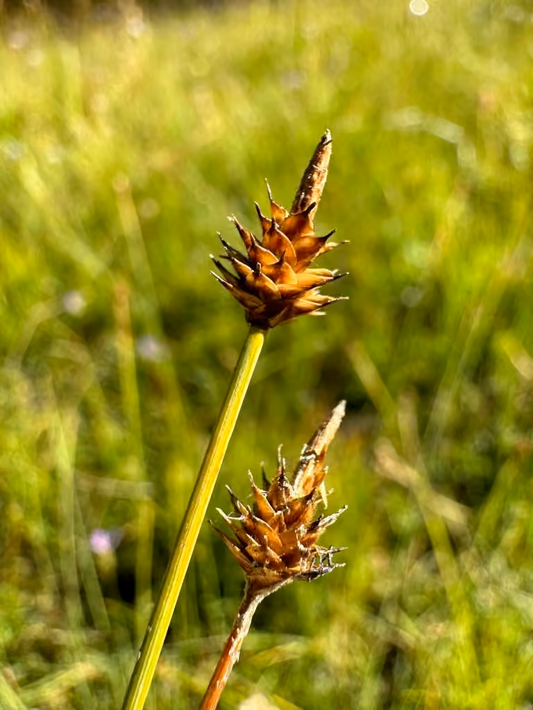 Carex capité, En fruits