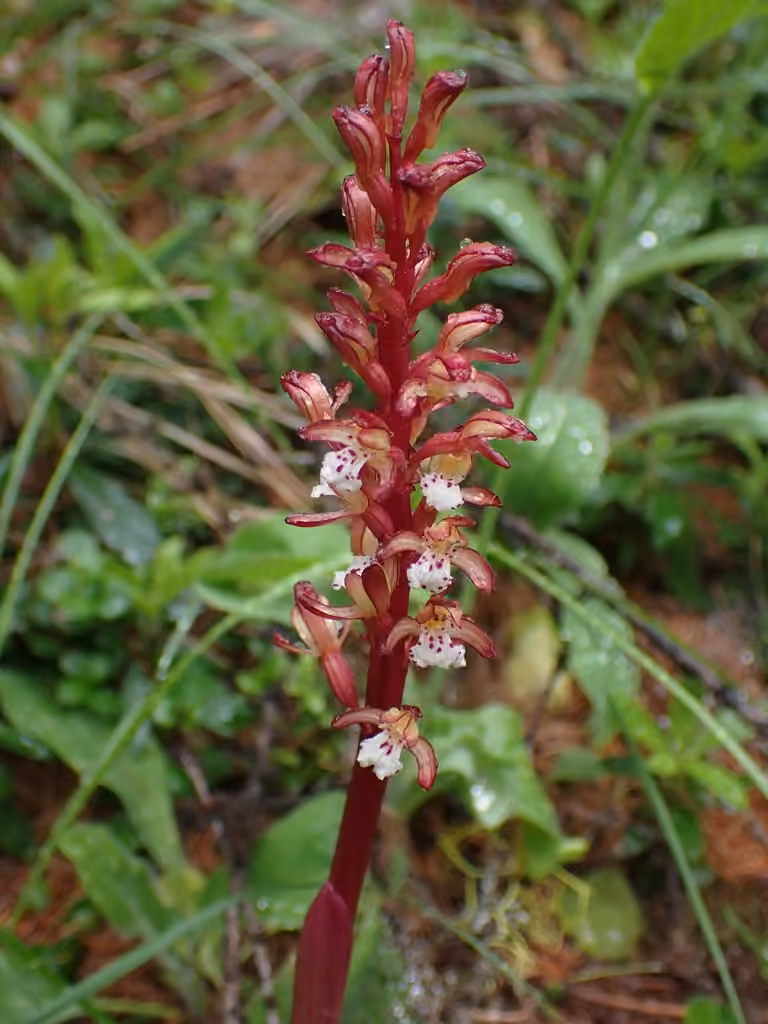 Corallorhize maculée, En fleurs