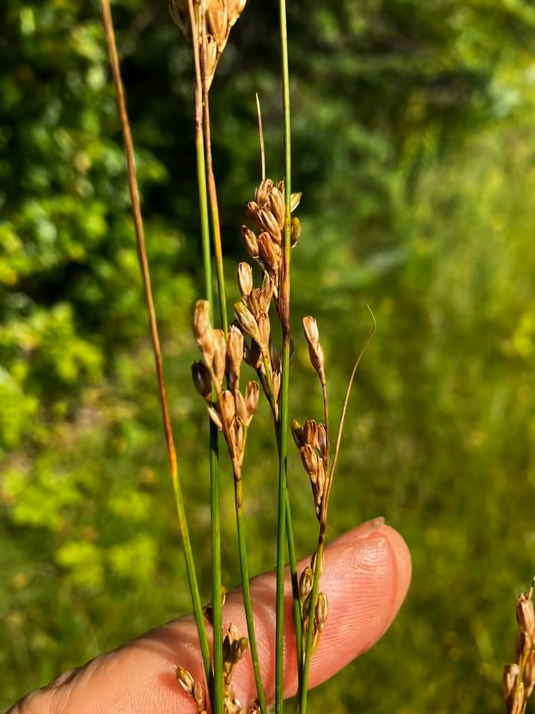 Vasey's rush, In fruit