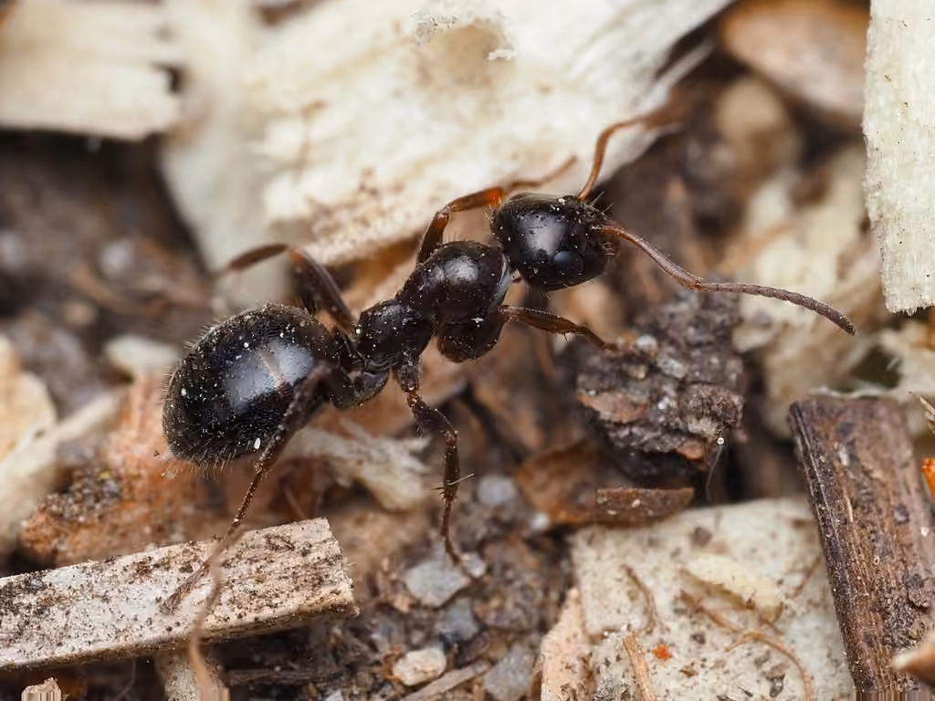 Fuzzy mound ant, Female