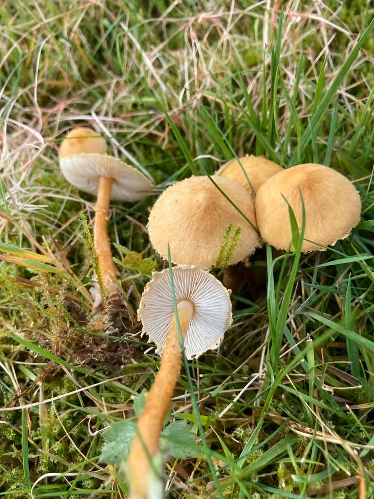 Cystoderme furfuracé, photo 3 sur 5