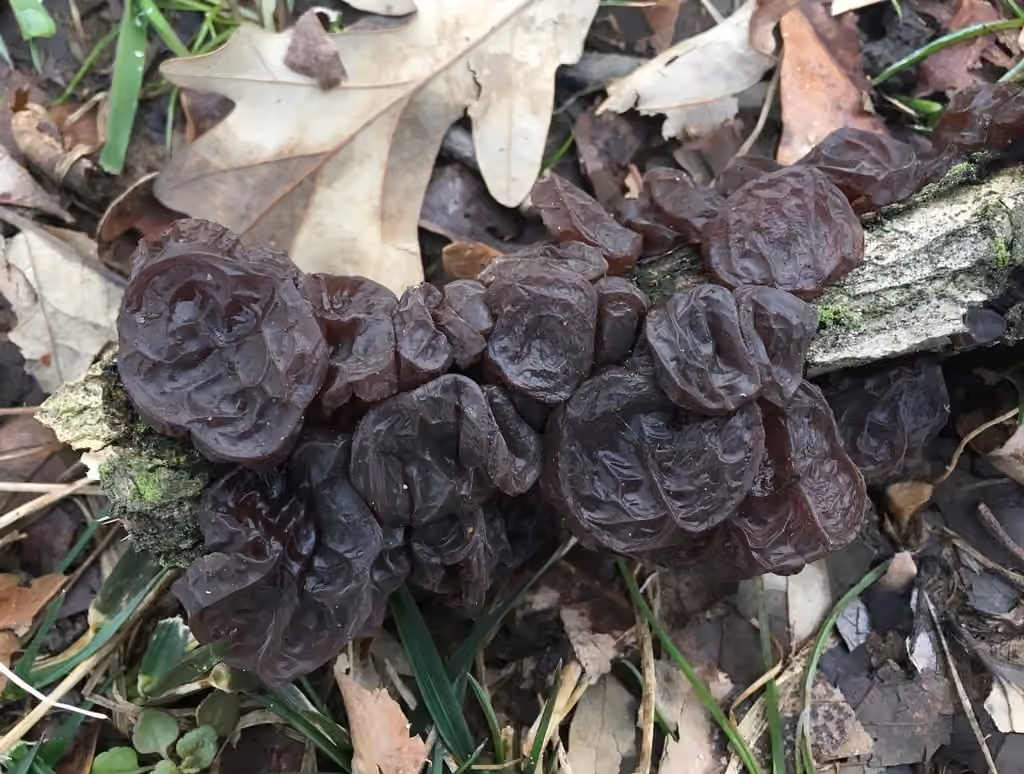 American Amber Jelly Fungus