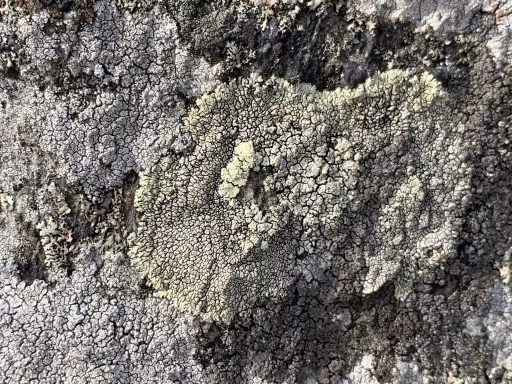 Golden Moonglow Lichen, photo 2 of 5