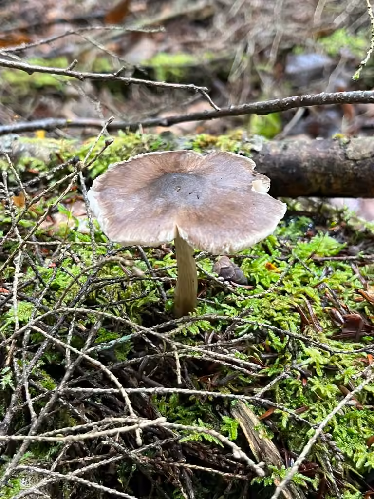Pluteus oreibatus, photo 3 sur 5