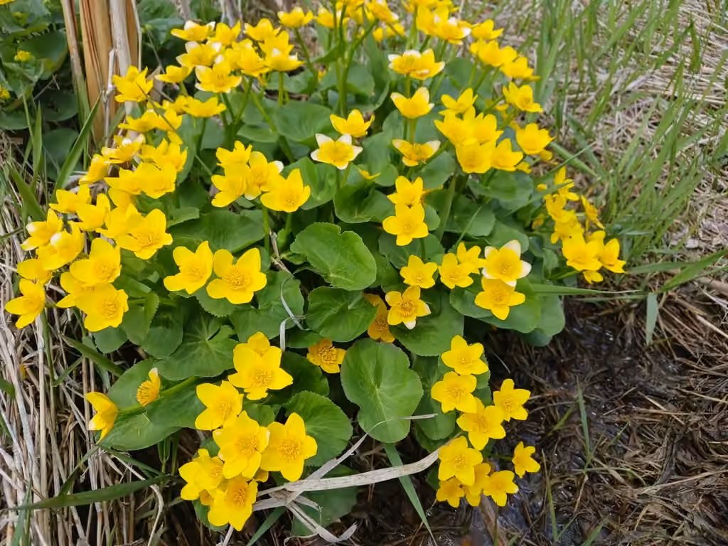 Yellow marsh marigold, In flower