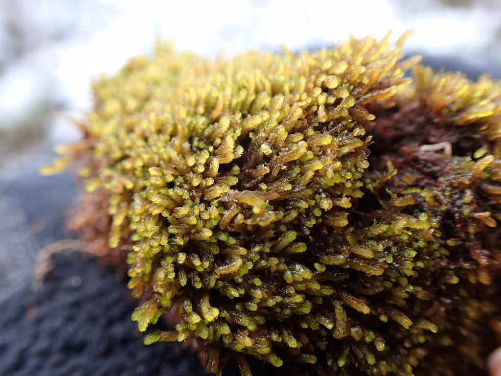Earth-cup Flapwort, photo 3 of 5