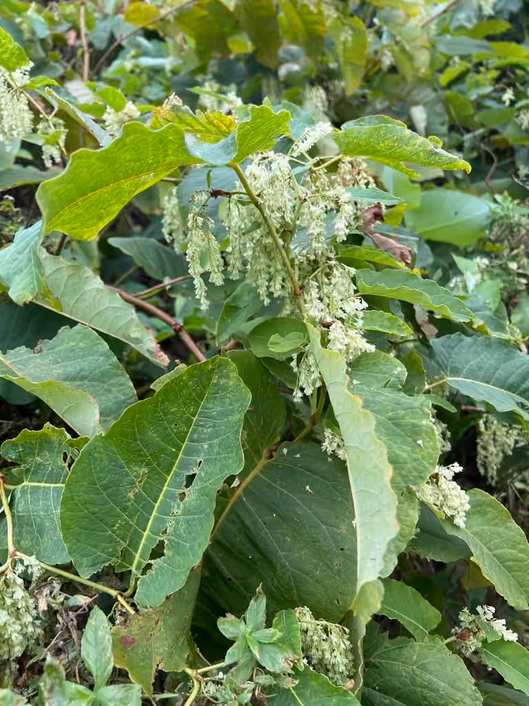 Renouée de Sakhaline, En fruits