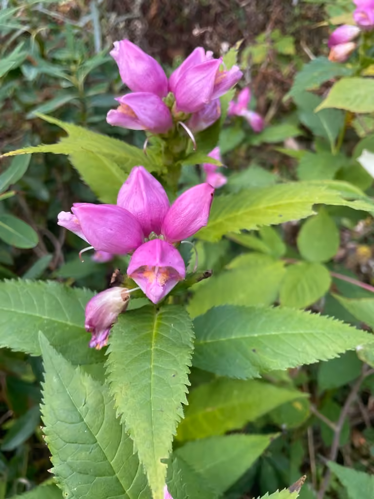 Red turtlehead