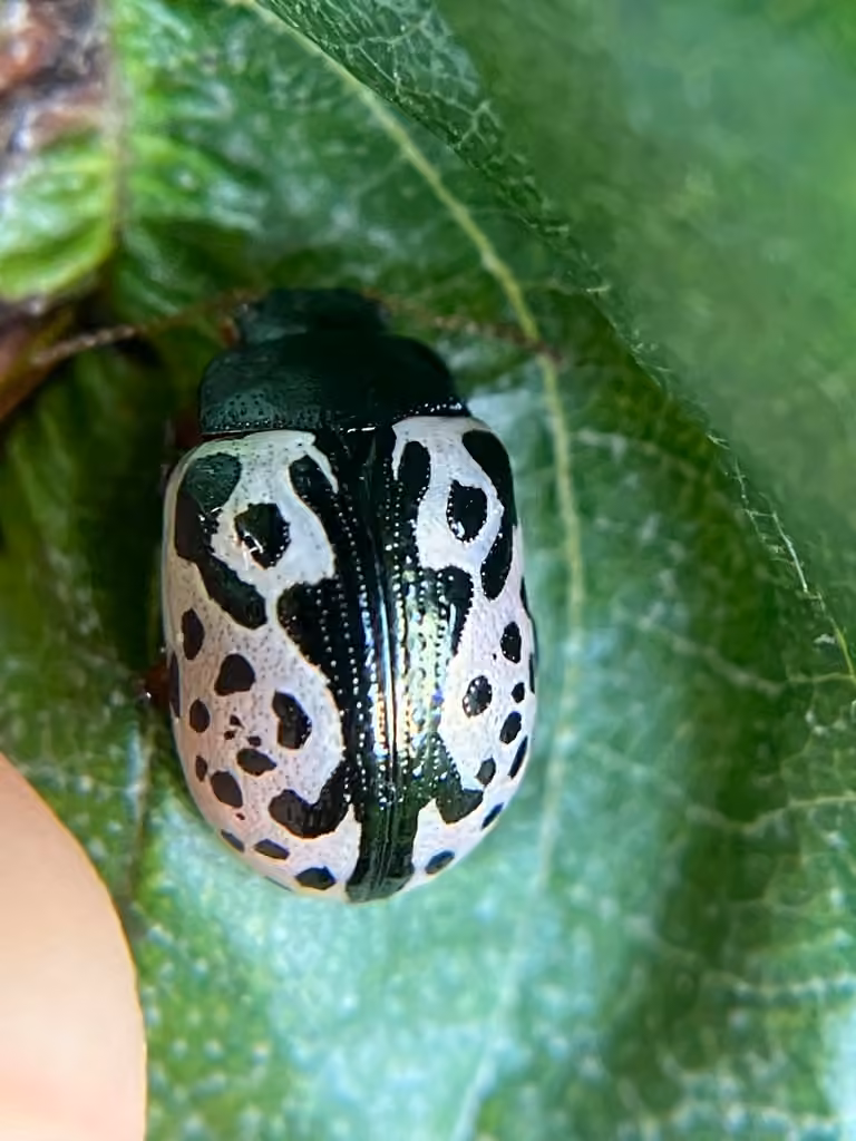 Elm Calligrapher Beetle, Adult