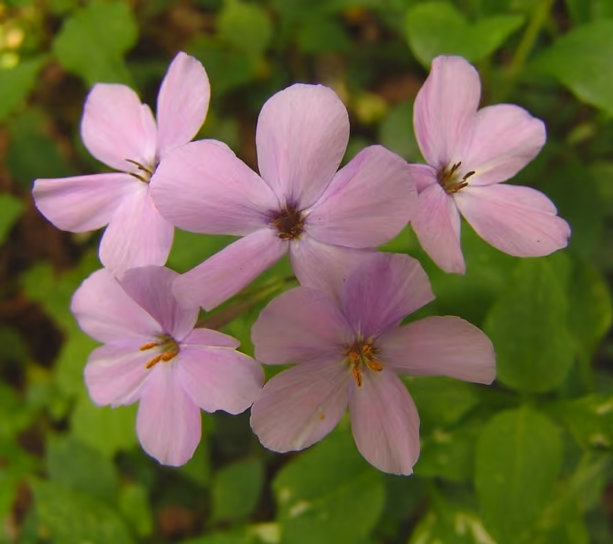 Phlox stolonifère, photo 1 sur 5