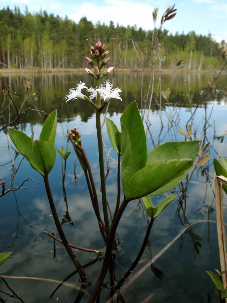 Buckbean, In flower