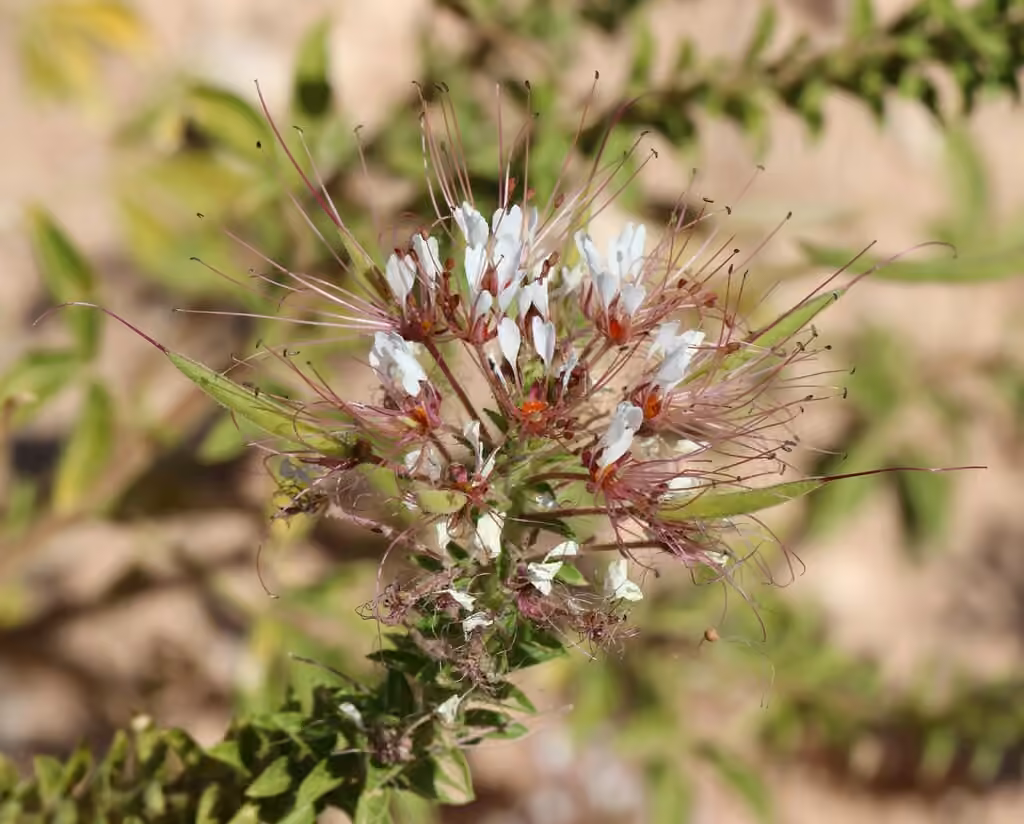 Polanisie à douze étamines, En fleurs