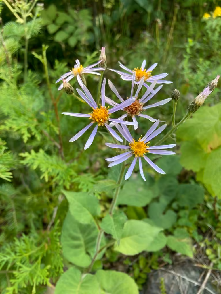 Aster à grandes feuilles