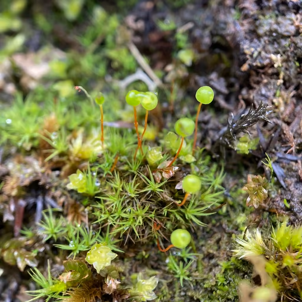 Straight-leaved Apple-moss, photo 3 of 5