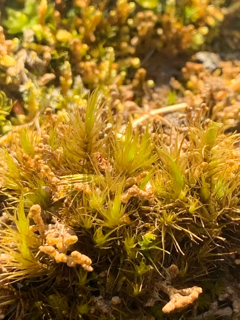 Confusing broom moss, photo 2 of 5