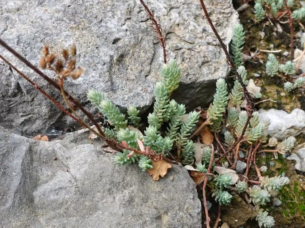 Jenny's stonecrop, In fruit