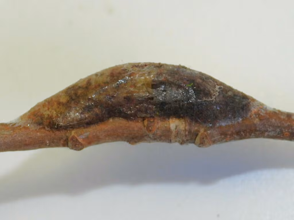 Modest Furcula Moth, Pupa