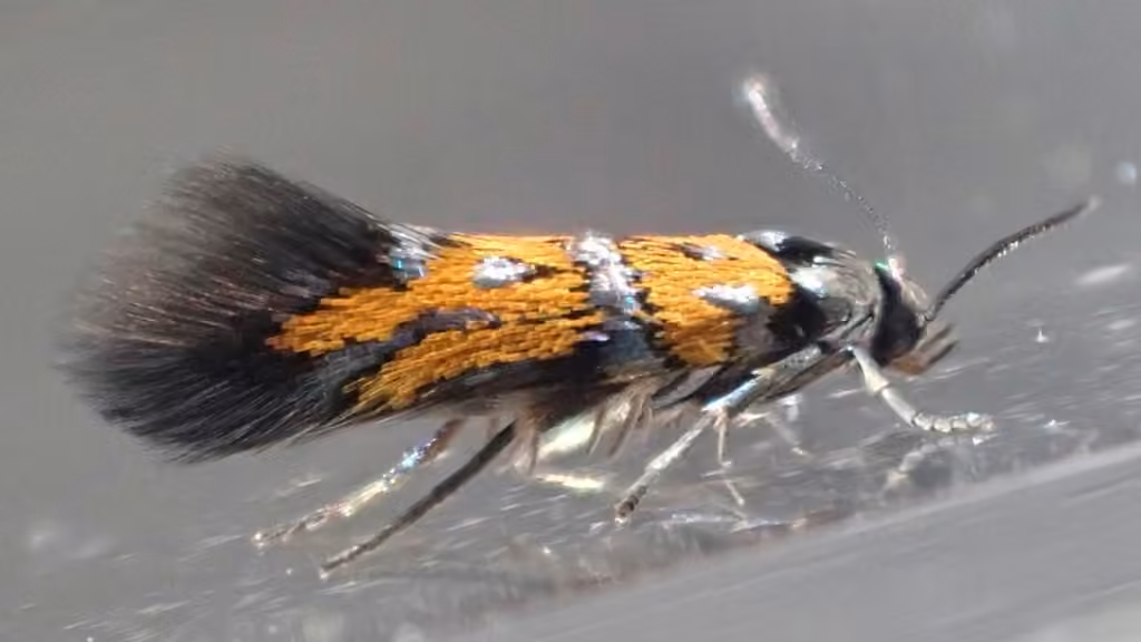 Spinach moth, Caterpillar