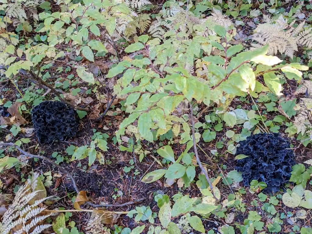 Polyozellus atrolazulinus, photo 2 sur 5