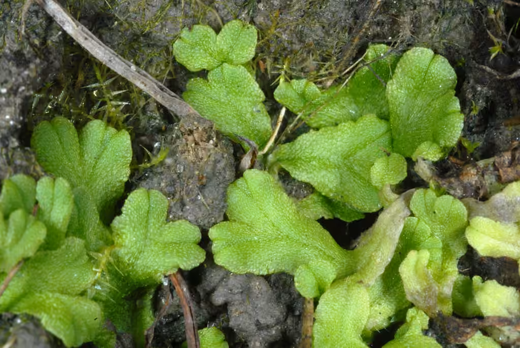Fringed Heartwort, photo 3 of 5