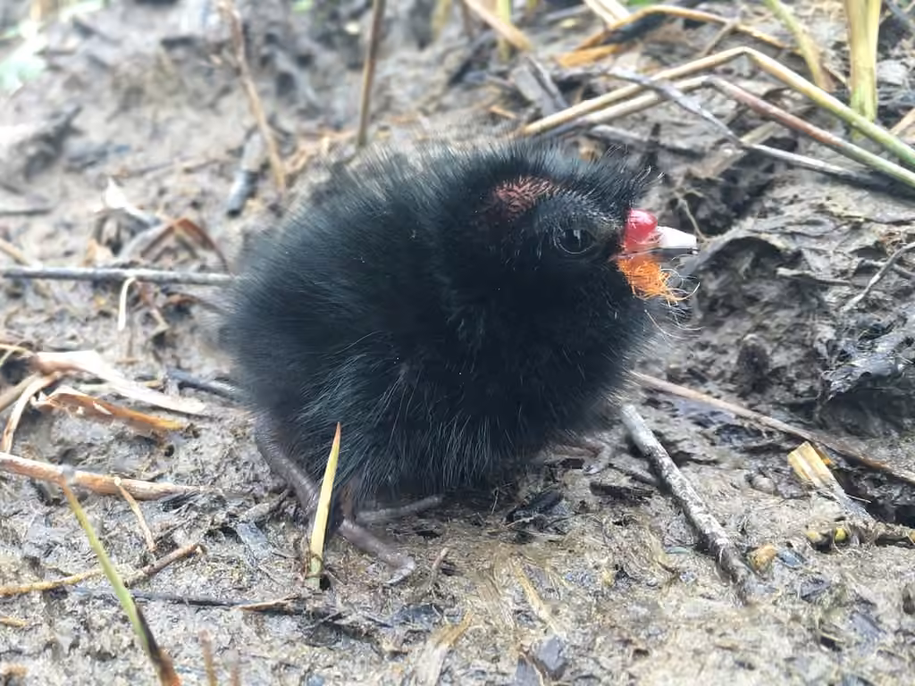 Sora, Juvenile