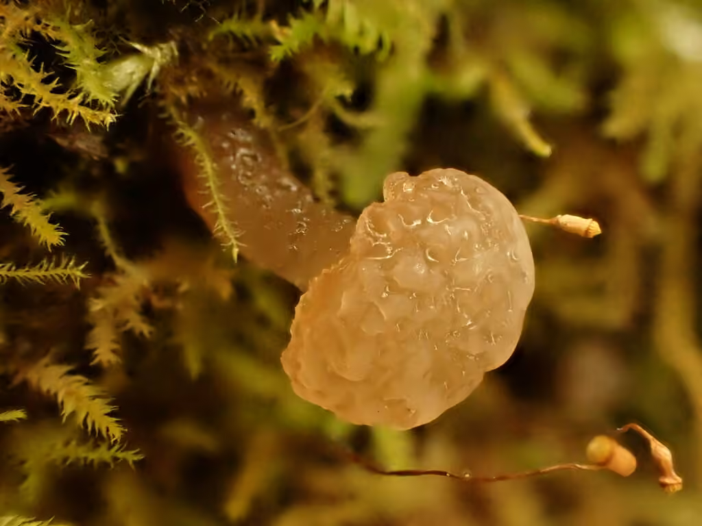 Neocudoniella albiceps, photo 3 sur 5