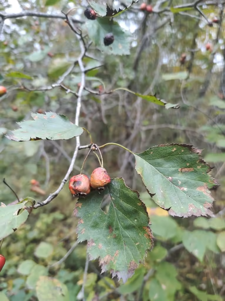 Schuette's hawthorn, In fruit
