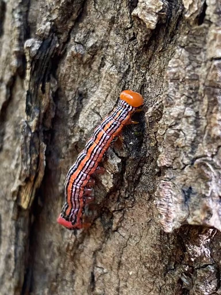 Orange-humped Mapleworm, Caterpillar
