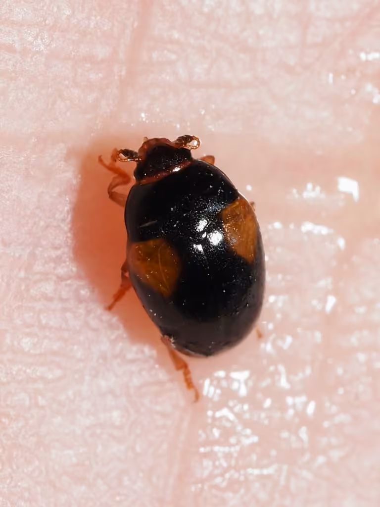 Caped pleasing fungus beetle, Adult
