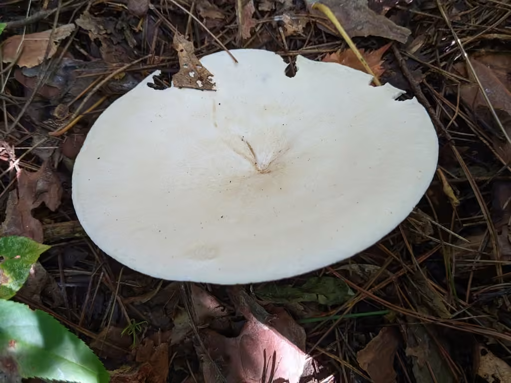 Aspropaxillus septentrionalis, photo 2 sur 5