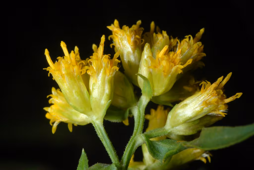 Verge d'or à feuilles de graminée, En fleurs